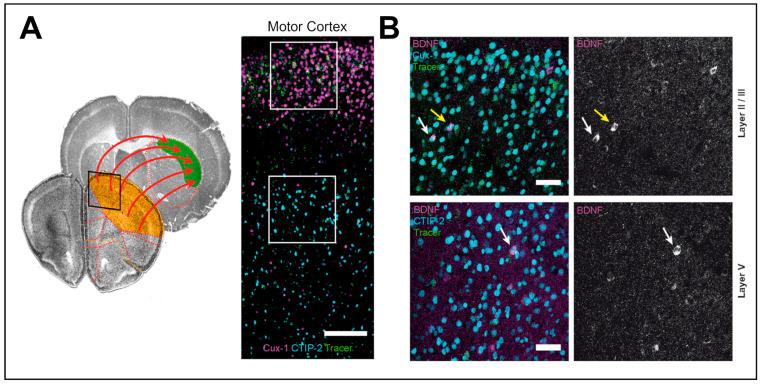 https://cdn.ncbi.nlm.nih.gov/pmc/blobs/eadf/11351984/2de638dd3ebd/biomedicines-12-01761-g002.jpg
