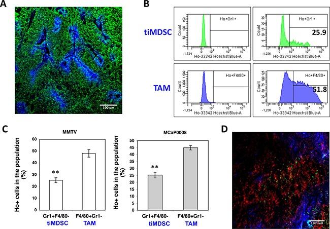 https://cdn.ncbi.nlm.nih.gov/pmc/blobs/eaea/5589571/c8910552c557/oncotarget-08-54173-g005.jpg