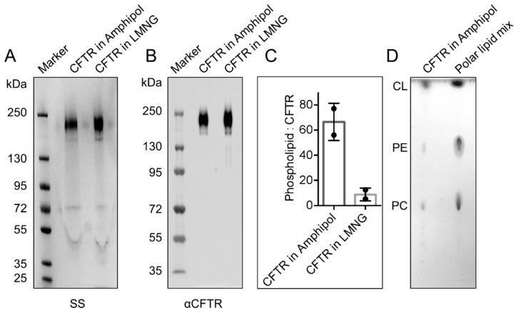 https://cdn.ncbi.nlm.nih.gov/pmc/blobs/eaf5/6721619/84ae90a36972/cells-08-00804-g002.jpg