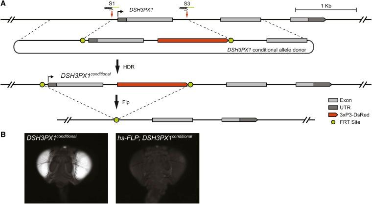 https://cdn.ncbi.nlm.nih.gov/pmc/blobs/eb31/3982687/e19426f7d5b1/961fig3.jpg