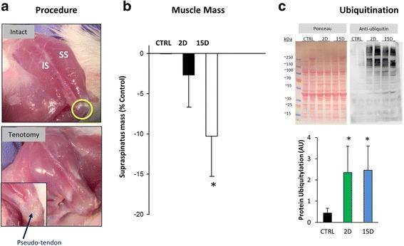 https://cdn.ncbi.nlm.nih.gov/pmc/blobs/eb3b/5679320/f4806baf0400/12891_2017_1789_Fig1_HTML.jpg