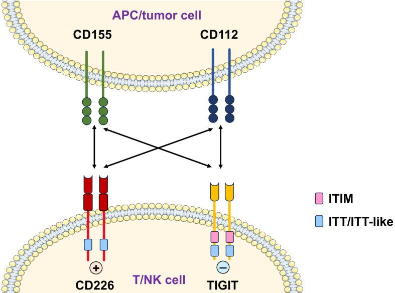 https://cdn.ncbi.nlm.nih.gov/pmc/blobs/eb88/12292313/ddf7a3aee00f/biomolecules-15-01007-g001.jpg