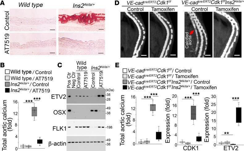 https://cdn.ncbi.nlm.nih.gov/pmc/blobs/ebb3/10972591/6b049cf98e71/jciinsight-9-176065-g088.jpg