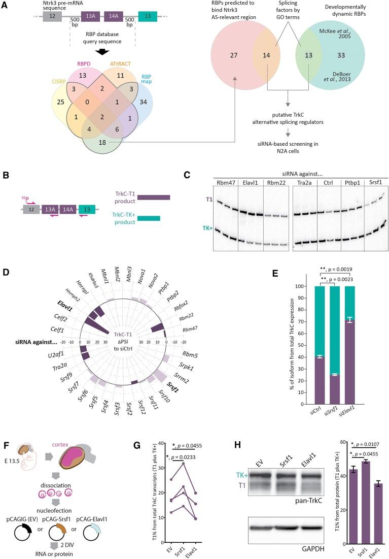 https://cdn.ncbi.nlm.nih.gov/pmc/blobs/ebc2/10602877/89600dfd69f9/gkad703fig2.jpg