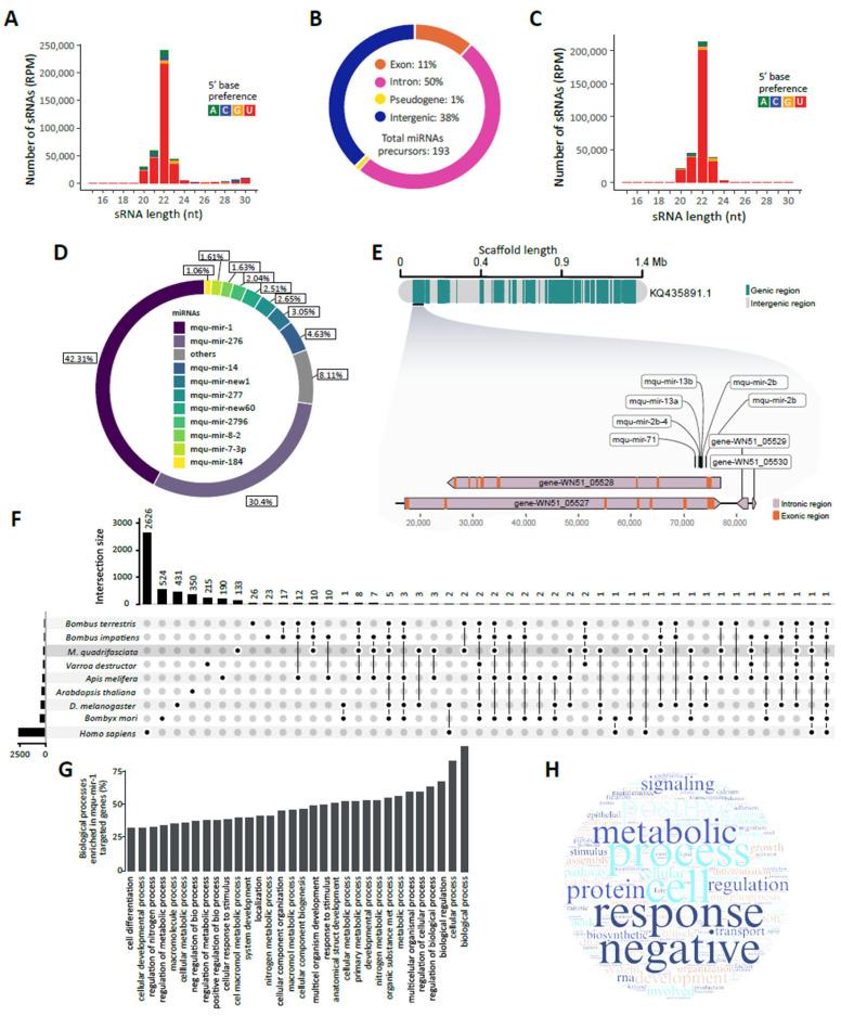 https://cdn.ncbi.nlm.nih.gov/pmc/blobs/ec5d/12196327/4e03017a2a60/ncrna-11-00048-g001.jpg