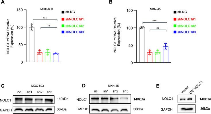 https://cdn.ncbi.nlm.nih.gov/pmc/blobs/ec7f/12387760/504495f6f657/elife-103904-fig2-figsupp1.jpg