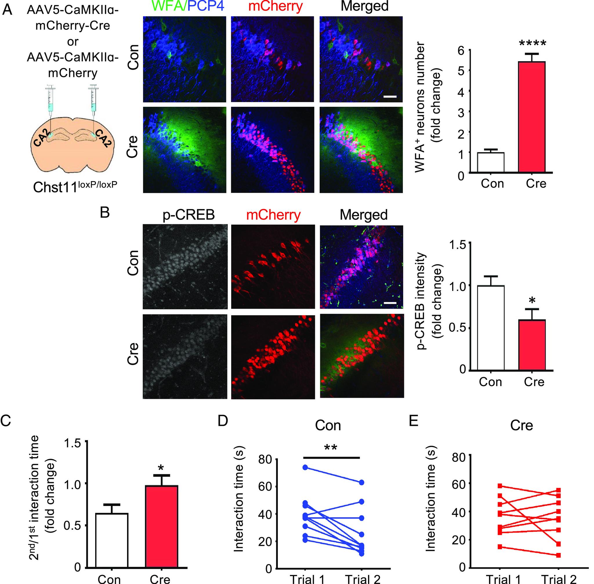 https://cdn.ncbi.nlm.nih.gov/pmc/blobs/ec82/10268298/abde6a212521/pnas.2301312120fig06.jpg