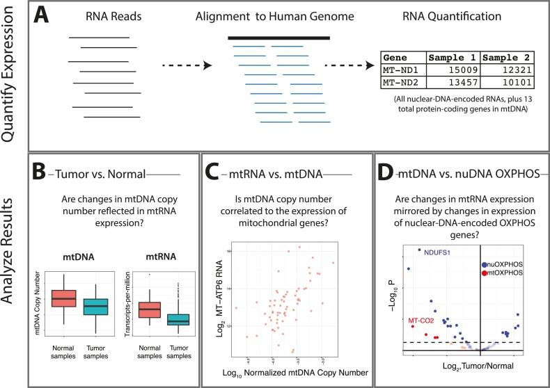 https://cdn.ncbi.nlm.nih.gov/pmc/blobs/ec8c/5243113/893b466bf2c3/elife-21592-fig1.jpg