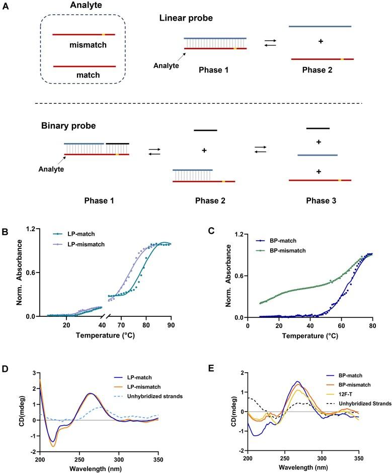 https://cdn.ncbi.nlm.nih.gov/pmc/blobs/eca7/12004117/e9cee4e4e7e8/gkaf287fig1.jpg
