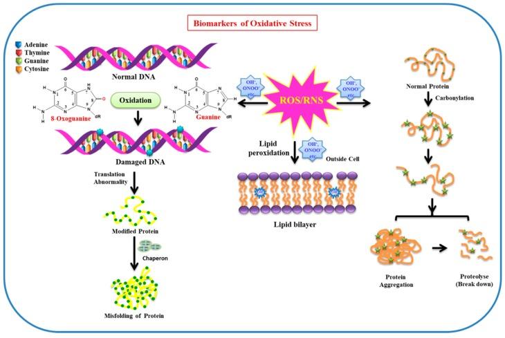 https://cdn.ncbi.nlm.nih.gov/pmc/blobs/ecb7/6514564/ccd8f6be4a02/molecules-24-01583-g002.jpg