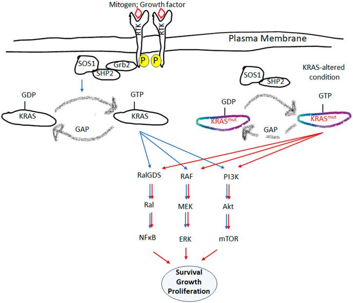 https://cdn.ncbi.nlm.nih.gov/pmc/blobs/ecf0/11274496/fa988ebea4aa/cells-13-01221-g002.jpg