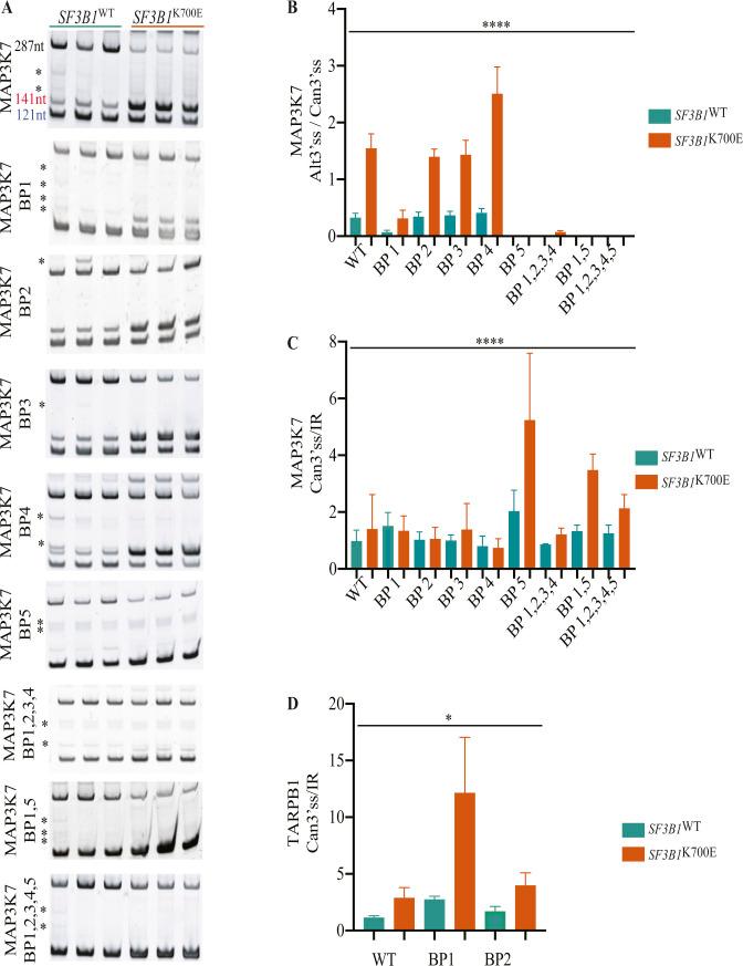 https://cdn.ncbi.nlm.nih.gov/pmc/blobs/ed2f/10415613/2d097a6b522b/LSA-2023-01955_FigS5.jpg