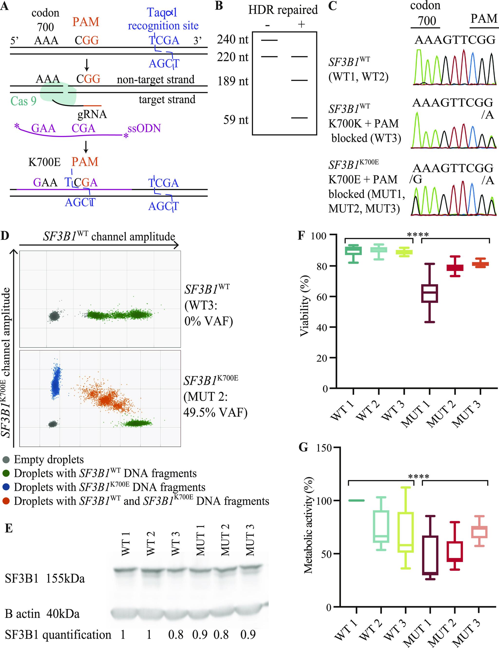 https://cdn.ncbi.nlm.nih.gov/pmc/blobs/ed2f/10415613/a011156007a5/LSA-2023-01955_Fig1.jpg