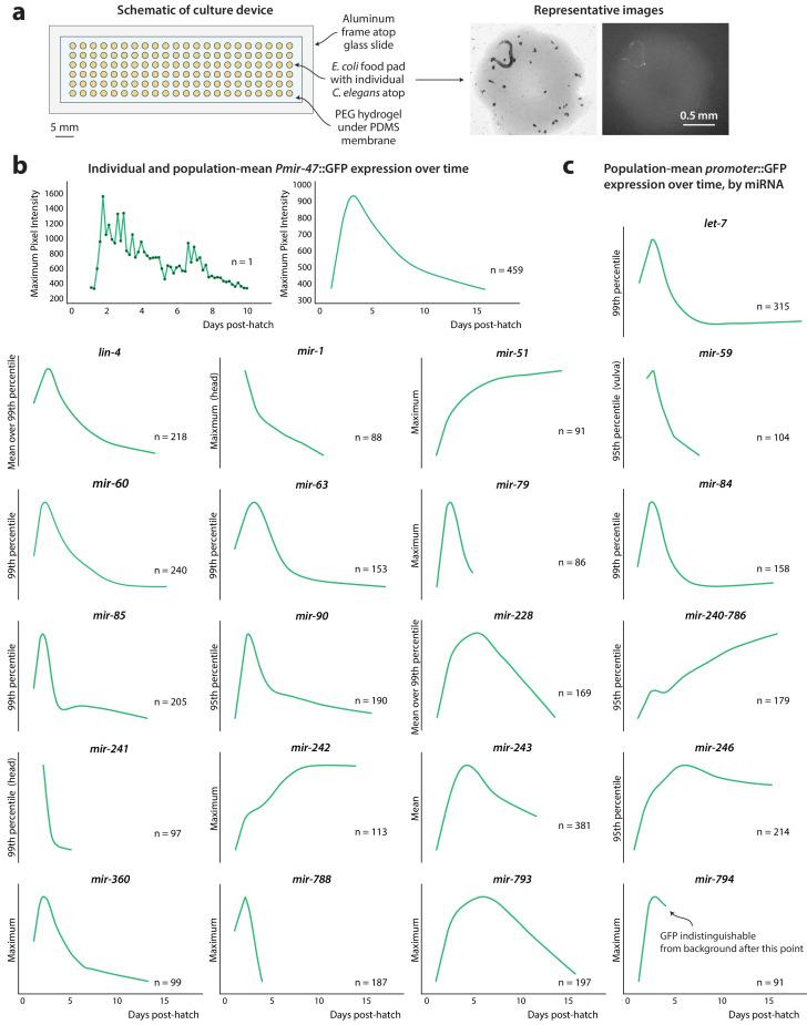 https://cdn.ncbi.nlm.nih.gov/pmc/blobs/ed32/7864635/20d5fcad8f49/elife-65026-fig1.jpg
