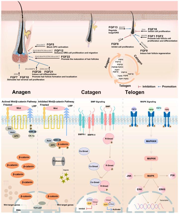 https://cdn.ncbi.nlm.nih.gov/pmc/blobs/ed56/12384696/32679dd027aa/biomolecules-15-01198-g004.jpg