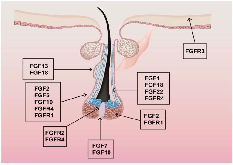 https://cdn.ncbi.nlm.nih.gov/pmc/blobs/ed56/12384696/8867d920f3df/biomolecules-15-01198-g003.jpg