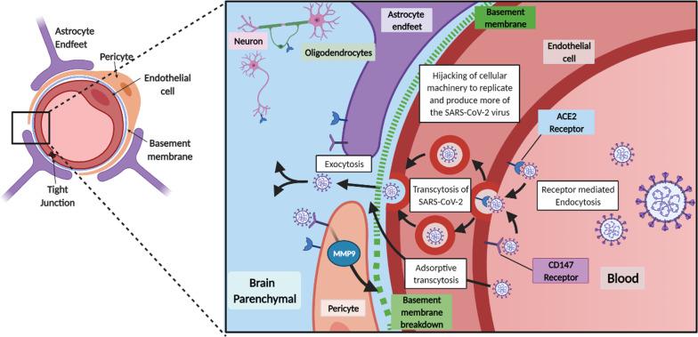 https://cdn.ncbi.nlm.nih.gov/pmc/blobs/ed5f/8278738/401b614f83e9/12987_2021_267_Fig4_HTML.jpg
