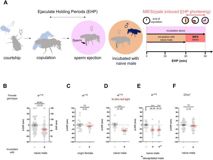 https://cdn.ncbi.nlm.nih.gov/pmc/blobs/ed67/11386958/9d976ee0e21b/elife-96013-fig1.jpg