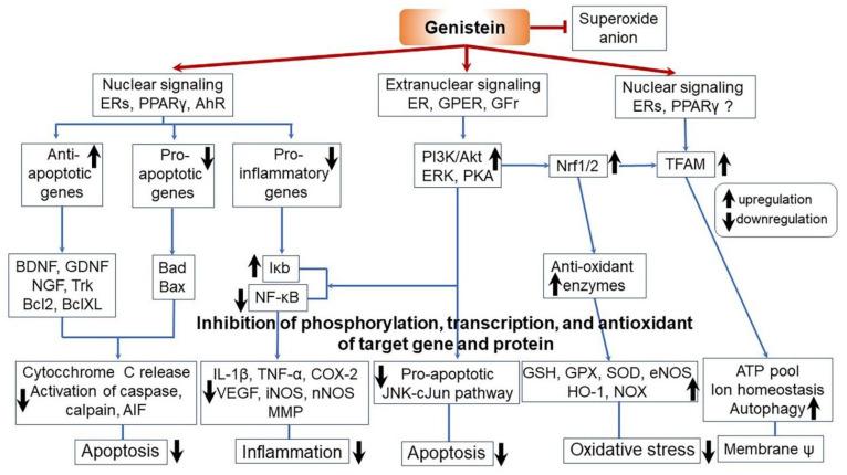 https://cdn.ncbi.nlm.nih.gov/pmc/blobs/ed74/8198423/6ccbab8603ad/ijms-22-05746-g007.jpg