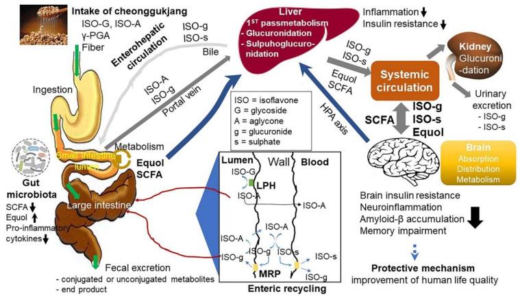https://cdn.ncbi.nlm.nih.gov/pmc/blobs/ed74/8198423/88f633ed2e4d/ijms-22-05746-g004.jpg