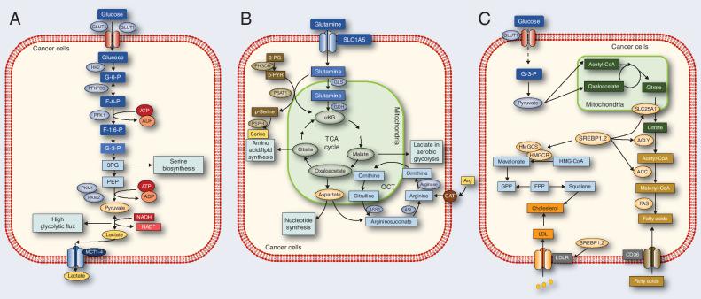 https://cdn.ncbi.nlm.nih.gov/pmc/blobs/eda8/9437558/c0000c3b6fc0/2955fig1.jpg
