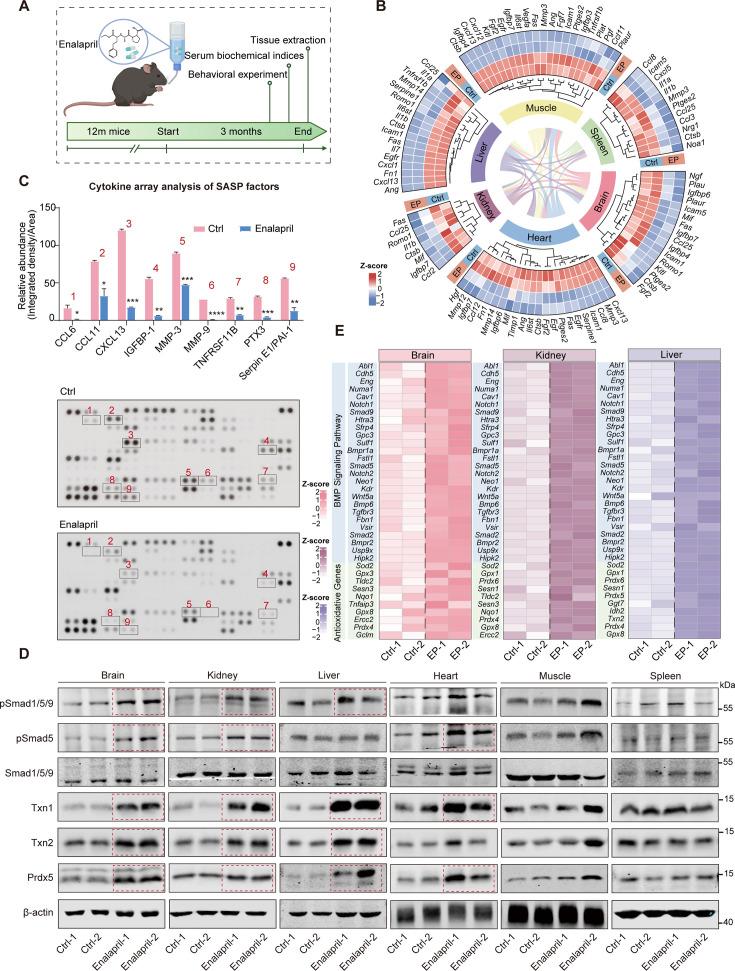 https://cdn.ncbi.nlm.nih.gov/pmc/blobs/edc1/12393883/1367aebc6736/elife-104774-fig5.jpg
