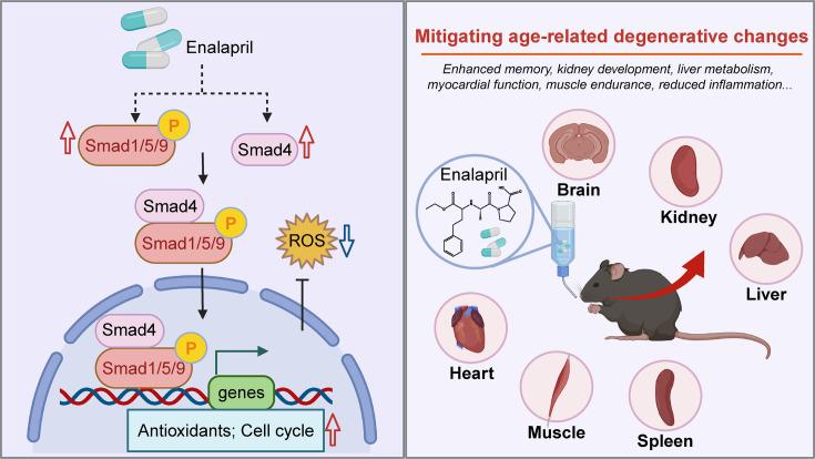 https://cdn.ncbi.nlm.nih.gov/pmc/blobs/edc1/12393883/1aa5a07242eb/elife-104774-fig7.jpg