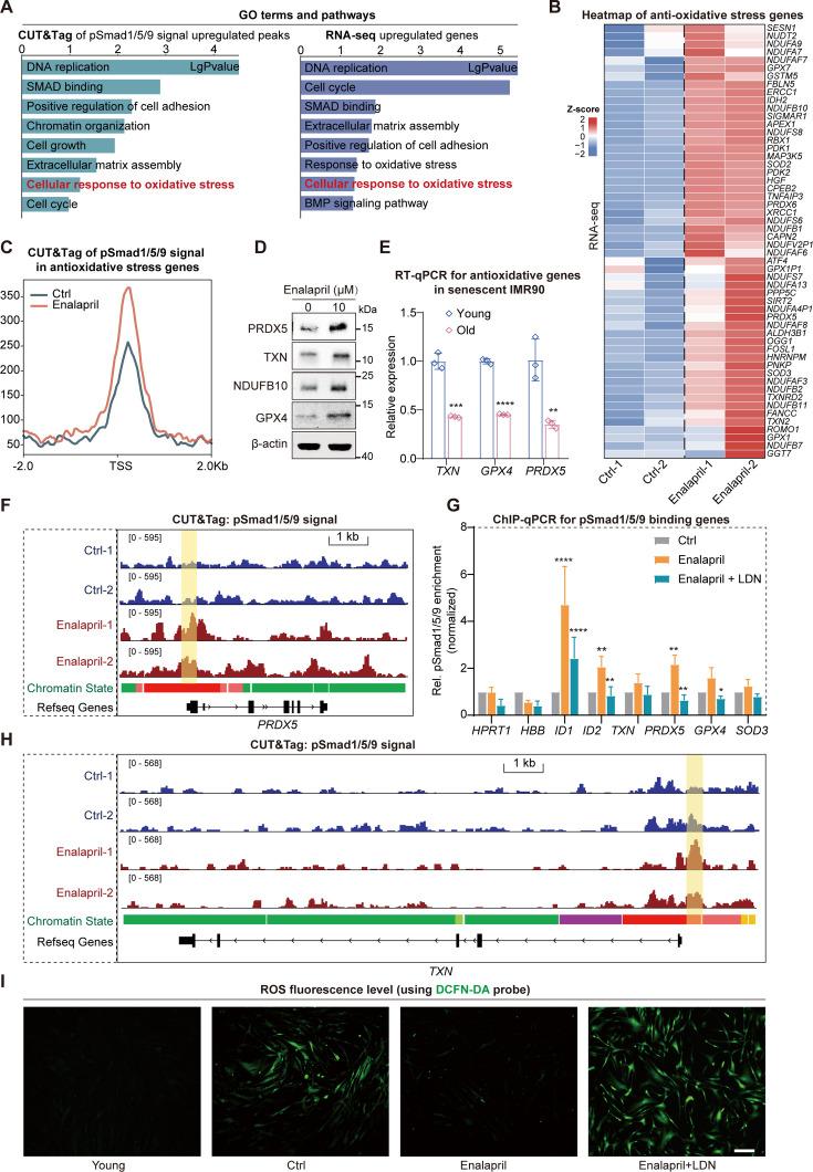 https://cdn.ncbi.nlm.nih.gov/pmc/blobs/edc1/12393883/f080cf92c471/elife-104774-fig4.jpg