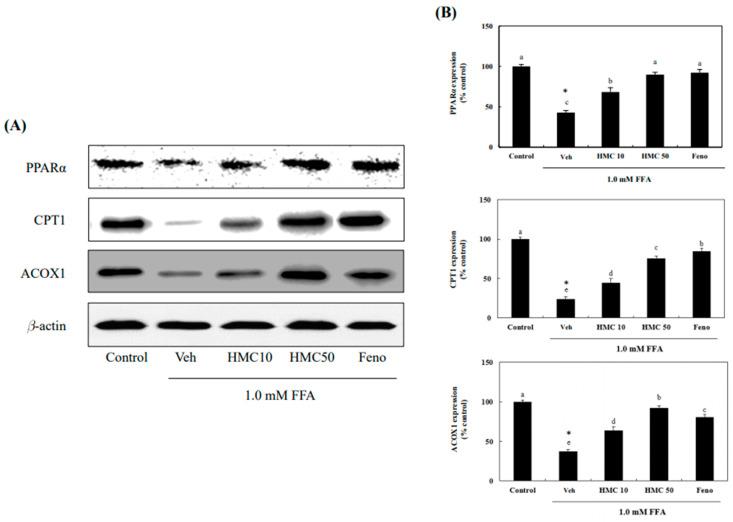 https://cdn.ncbi.nlm.nih.gov/pmc/blobs/ee04/11510552/fa6a6e6bb526/nutrients-16-03475-g007.jpg