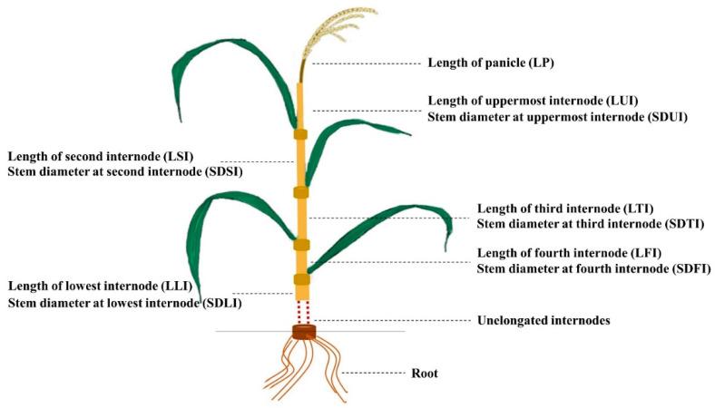 https://cdn.ncbi.nlm.nih.gov/pmc/blobs/ee61/8309285/5df69072b697/plants-10-01369-g001.jpg