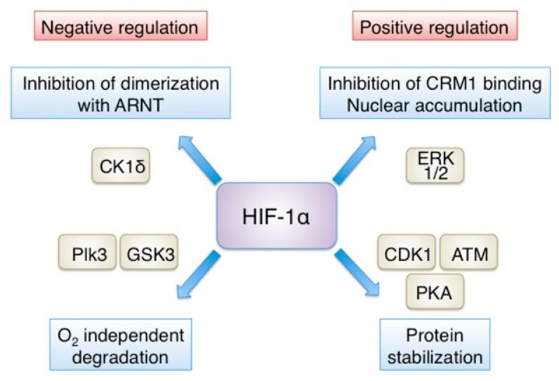 https://cdn.ncbi.nlm.nih.gov/pmc/blobs/ee6a/6468845/c6014efde28c/cells-08-00214-g002.jpg