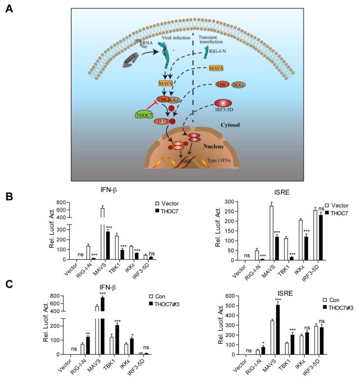 https://cdn.ncbi.nlm.nih.gov/pmc/blobs/ee7b/6410154/884422f1d56e/viruses-11-00158-g003.jpg