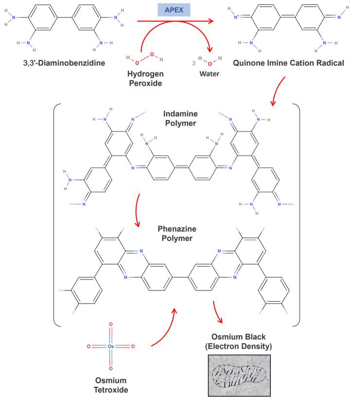 https://cdn.ncbi.nlm.nih.gov/pmc/blobs/eeb3/12286260/0cbe1d537382/proteomes-13-00026-g003.jpg