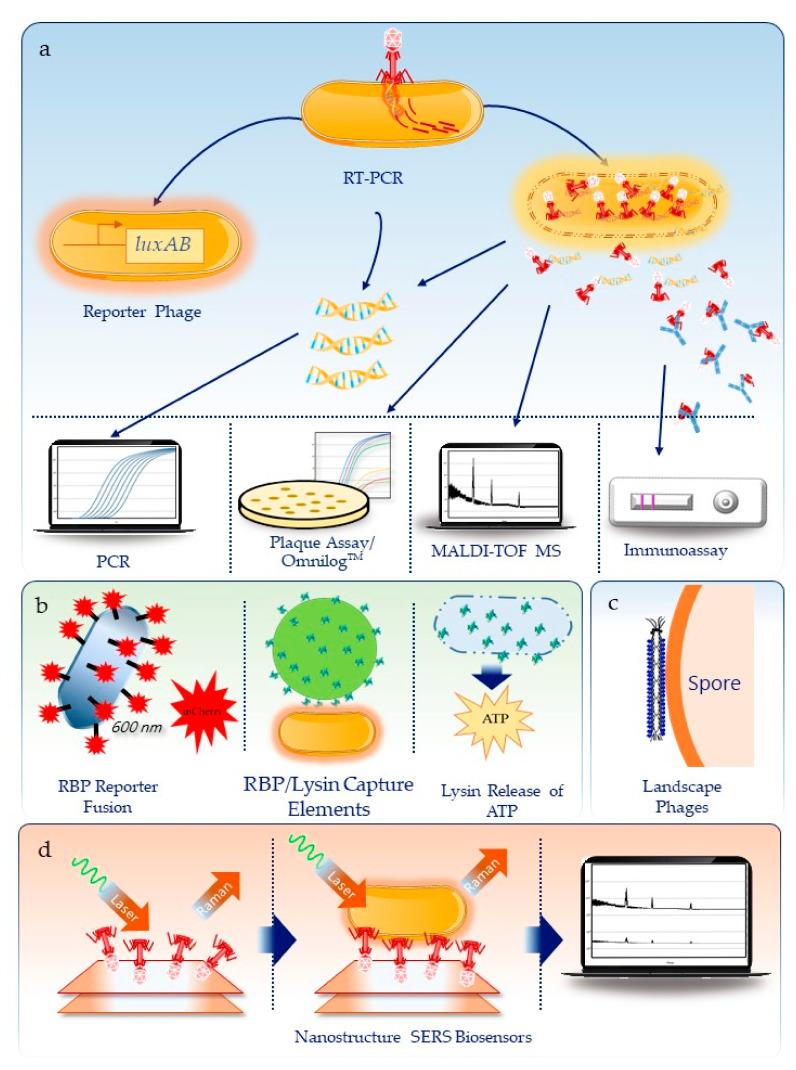 https://cdn.ncbi.nlm.nih.gov/pmc/blobs/eeee/7762055/57134f04b058/viruses-12-01393-g001.jpg