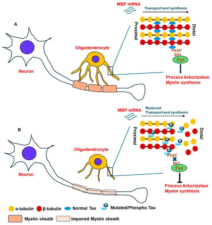 https://cdn.ncbi.nlm.nih.gov/pmc/blobs/eeef/11240328/8884007e8b5c/cells-13-01112-g002.jpg