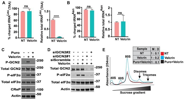https://cdn.ncbi.nlm.nih.gov/pmc/blobs/ef15/10899773/36104e82ad18/gkae006fig4.jpg