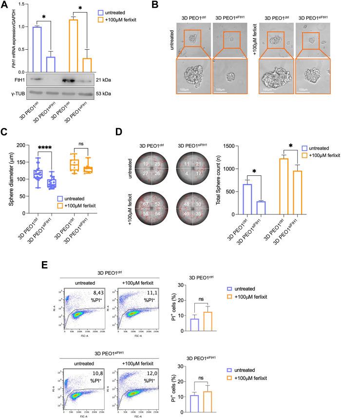 https://cdn.ncbi.nlm.nih.gov/pmc/blobs/ef2f/10682100/2c042aa48733/fcell-11-1272667-g004.jpg