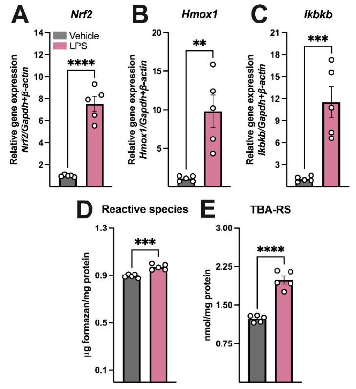 https://cdn.ncbi.nlm.nih.gov/pmc/blobs/efb9/12385037/50d730326475/brainsci-15-00880-g002.jpg