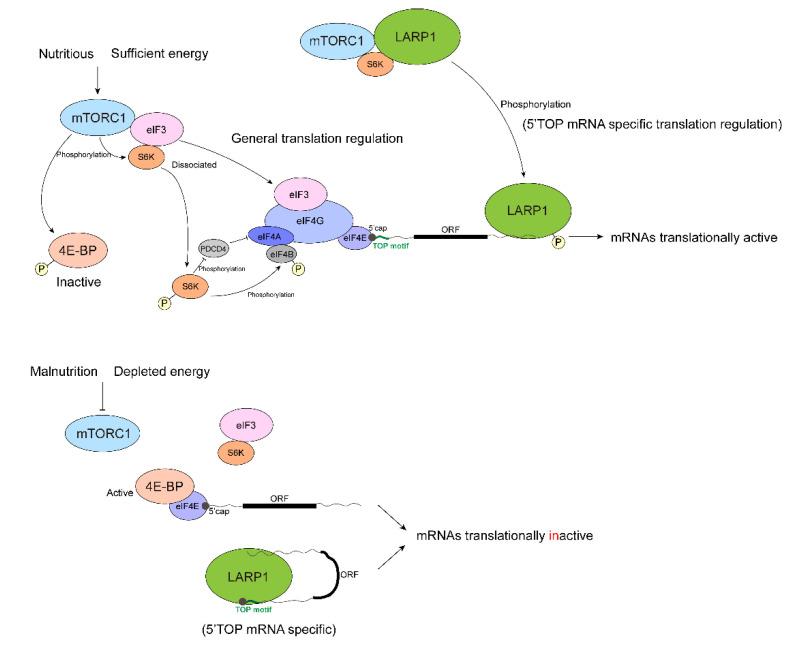 https://cdn.ncbi.nlm.nih.gov/pmc/blobs/efe1/9221026/16c936a802dc/biomolecules-12-00802-g003.jpg