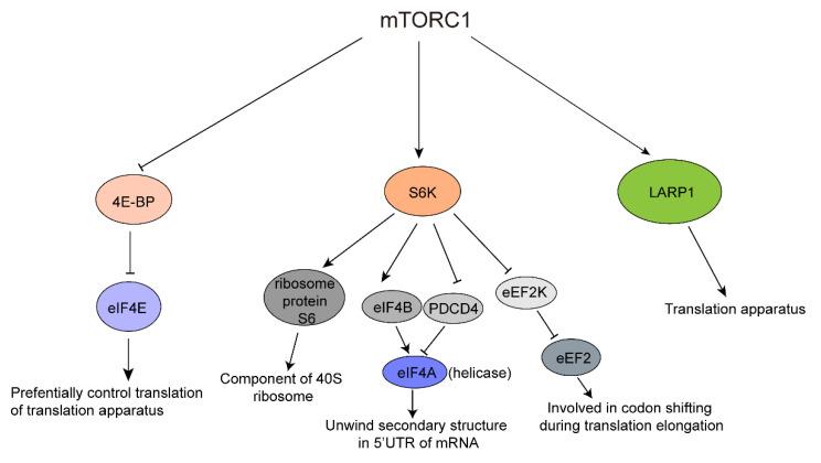 https://cdn.ncbi.nlm.nih.gov/pmc/blobs/efe1/9221026/e936104164c0/biomolecules-12-00802-g002.jpg