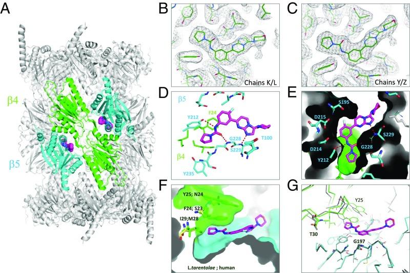 https://cdn.ncbi.nlm.nih.gov/pmc/blobs/f00a/6511062/8c931b6a3198/pnas.1820175116fig05.jpg