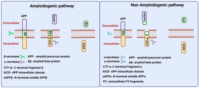 https://cdn.ncbi.nlm.nih.gov/pmc/blobs/f012/9655207/b7980aa42623/ijms-23-12924-g003.jpg