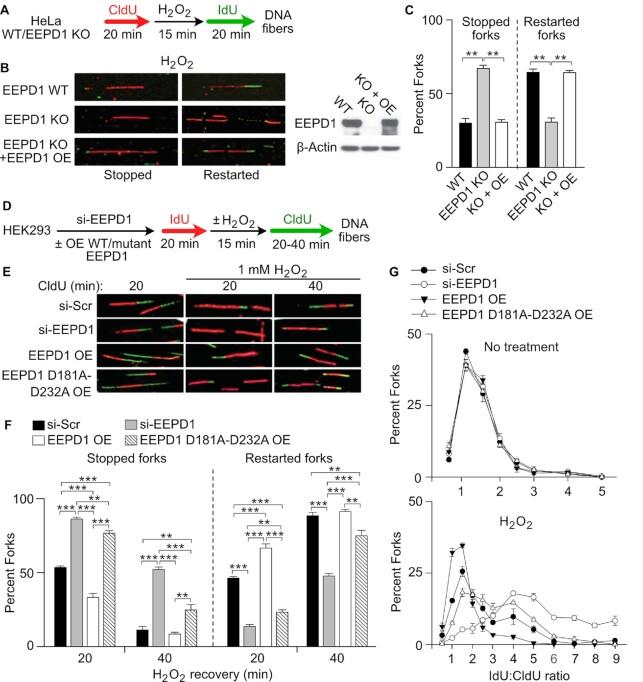 https://cdn.ncbi.nlm.nih.gov/pmc/blobs/f054/9846428/65bac7789fe3/zcac044fig4.jpg