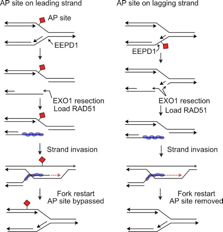 https://cdn.ncbi.nlm.nih.gov/pmc/blobs/f054/9846428/e5027f19d934/zcac044fig9.jpg