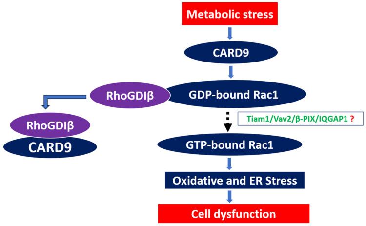 https://cdn.ncbi.nlm.nih.gov/pmc/blobs/f07c/12293528/e91c4a99f225/cells-14-01046-g002.jpg