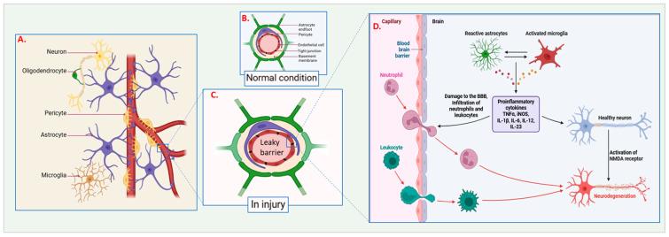 https://cdn.ncbi.nlm.nih.gov/pmc/blobs/f081/12190931/7003db60dc0b/cells-14-00918-g001.jpg