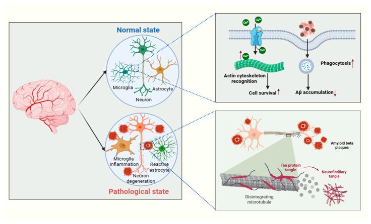 https://cdn.ncbi.nlm.nih.gov/pmc/blobs/f081/12190931/b8e9178c7cbf/cells-14-00918-g003.jpg