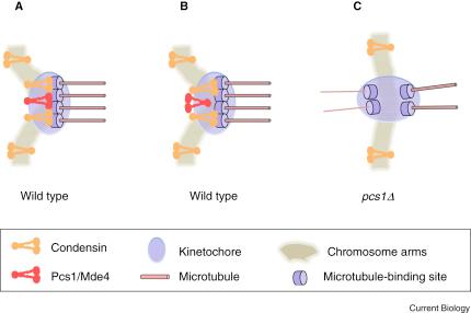 https://cdn.ncbi.nlm.nih.gov/pmc/blobs/f0a8/3162134/a9c819cab5db/gr2.jpg