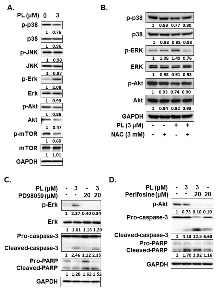 https://cdn.ncbi.nlm.nih.gov/pmc/blobs/f0c0/8428232/0cd0010a39cb/cancers-13-04266-g006.jpg