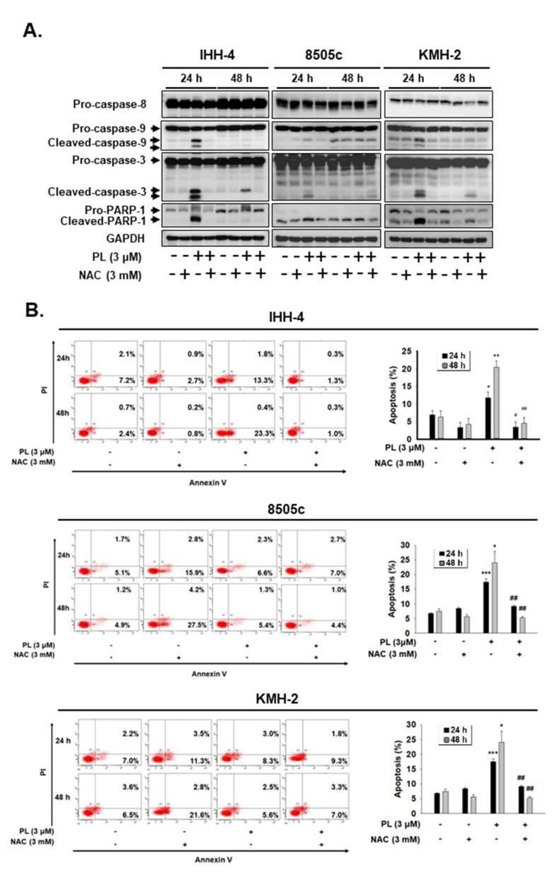 https://cdn.ncbi.nlm.nih.gov/pmc/blobs/f0c0/8428232/74c008c18a05/cancers-13-04266-g005.jpg
